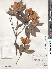 Rhododendron moulmainense image