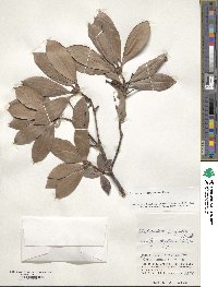 Rhododendron moulmainense image