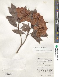 Rhododendron moulmainense image