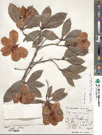 Rhododendron moulmainense image