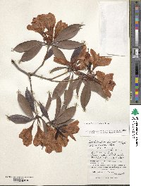 Rhododendron moulmainense image