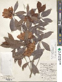 Rhododendron moulmainense image