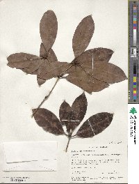 Rhododendron moulmainense image