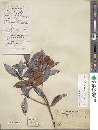 Rhododendron moulmainense image