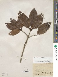 Rhododendron moulmainense image