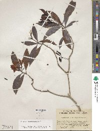 Rhododendron moulmainense image