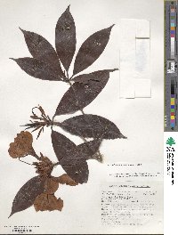 Rhododendron moulmainense image