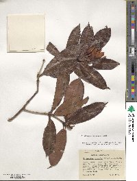 Rhododendron moulmainense image