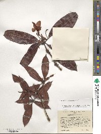 Rhododendron moulmainense image