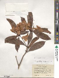 Rhododendron moulmainense image