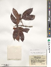 Rhododendron moulmainense image