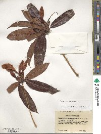 Rhododendron moulmainense image