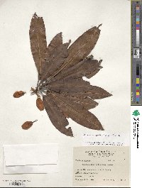 Rhododendron moulmainense image