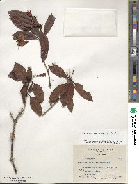 Rhododendron moulmainense image