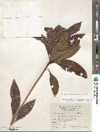 Rhododendron moulmainense image