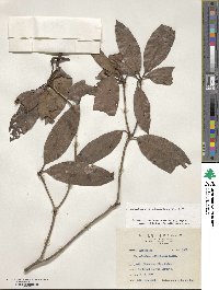 Rhododendron moulmainense image