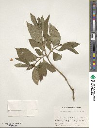 Rhododendron mucronulatum image