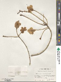 Rhododendron mucronulatum image