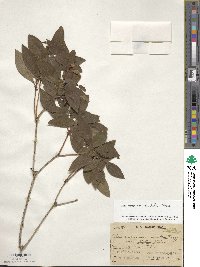 Rhododendron mucronulatum image