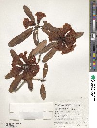 Rhododendron neriiflorum image