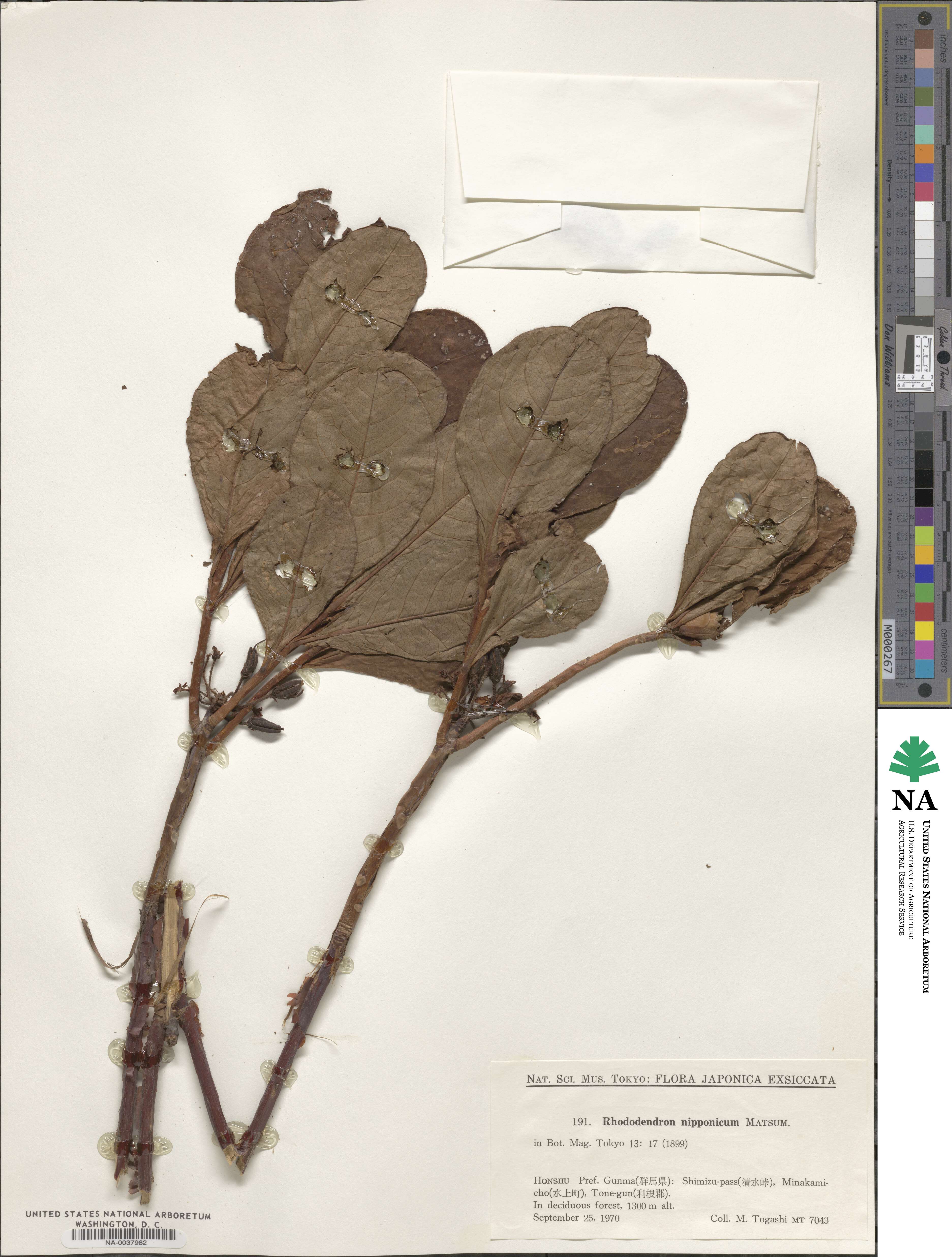 Rhododendron nipponicum image