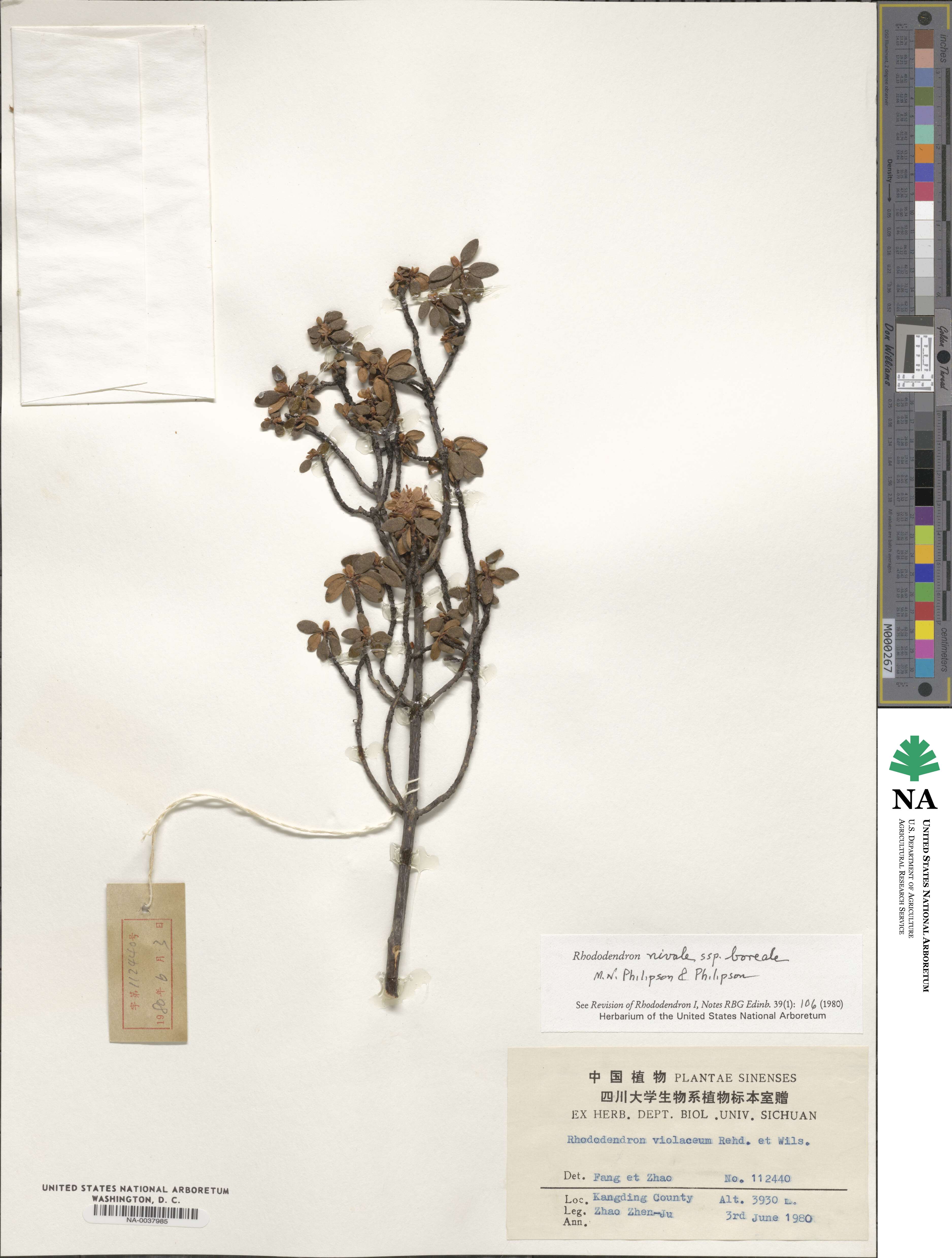 Rhododendron nivale subsp. boreale image