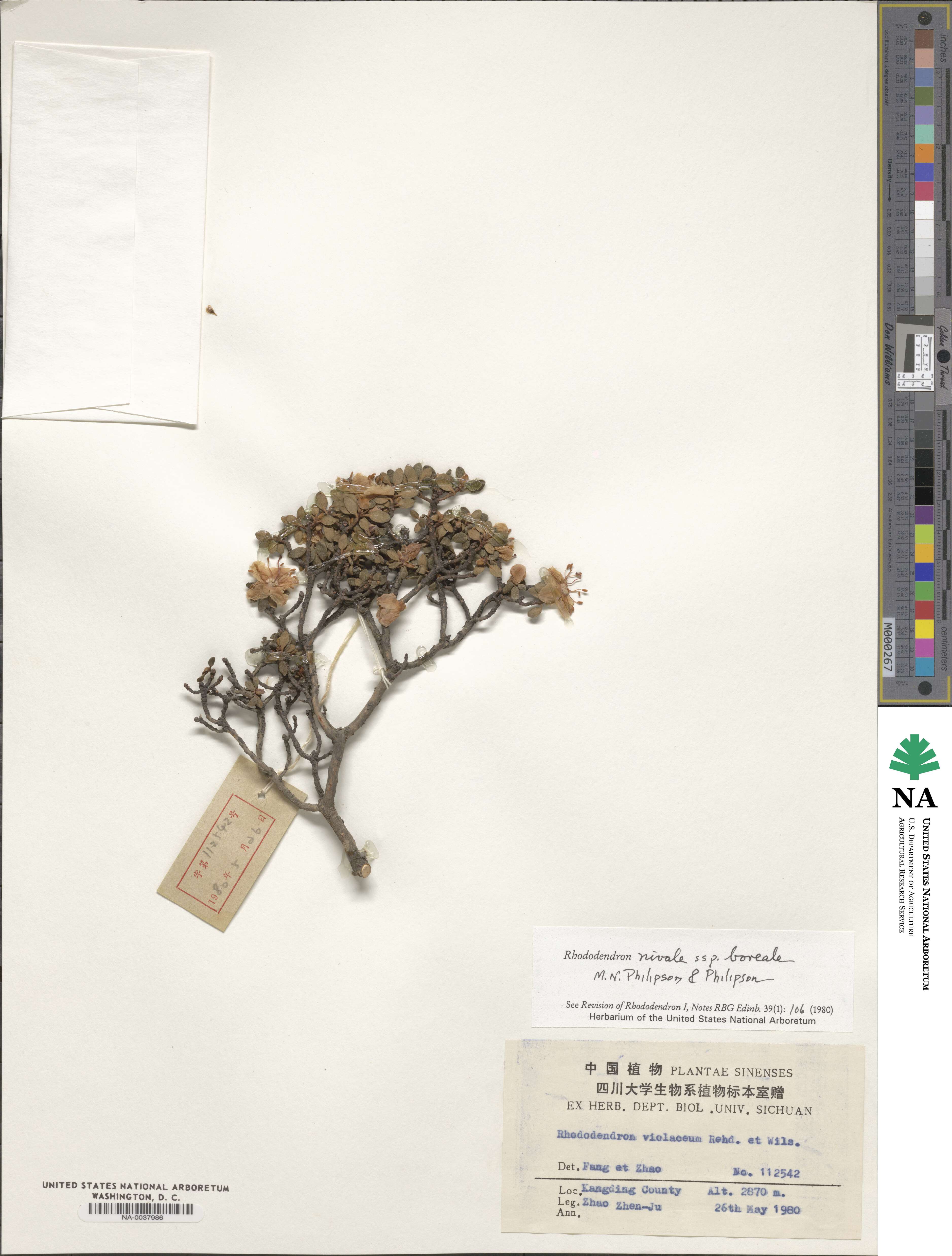 Rhododendron nivale image