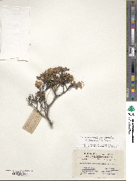 Rhododendron nivale subsp. boreale image