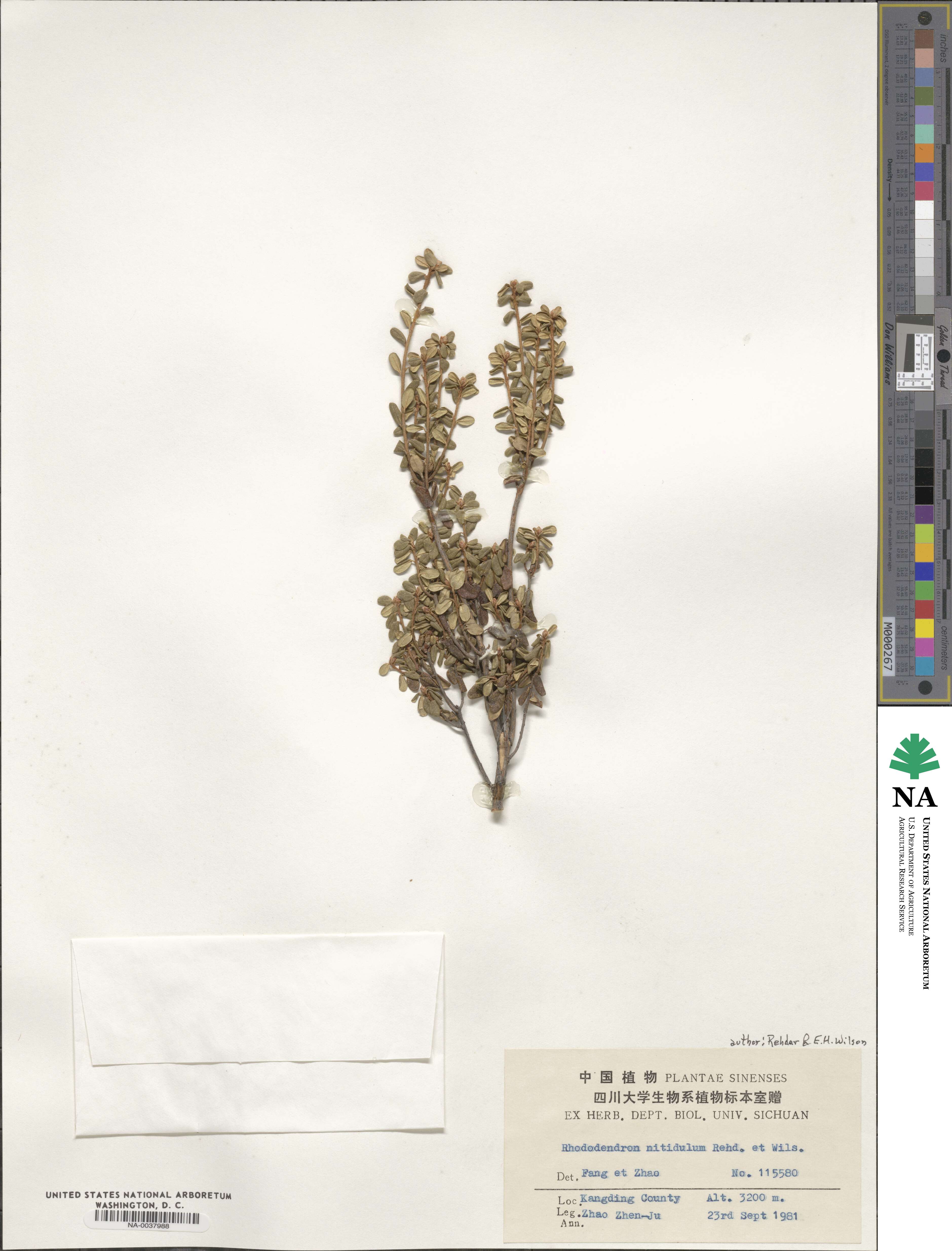 Rhododendron nitidulum image