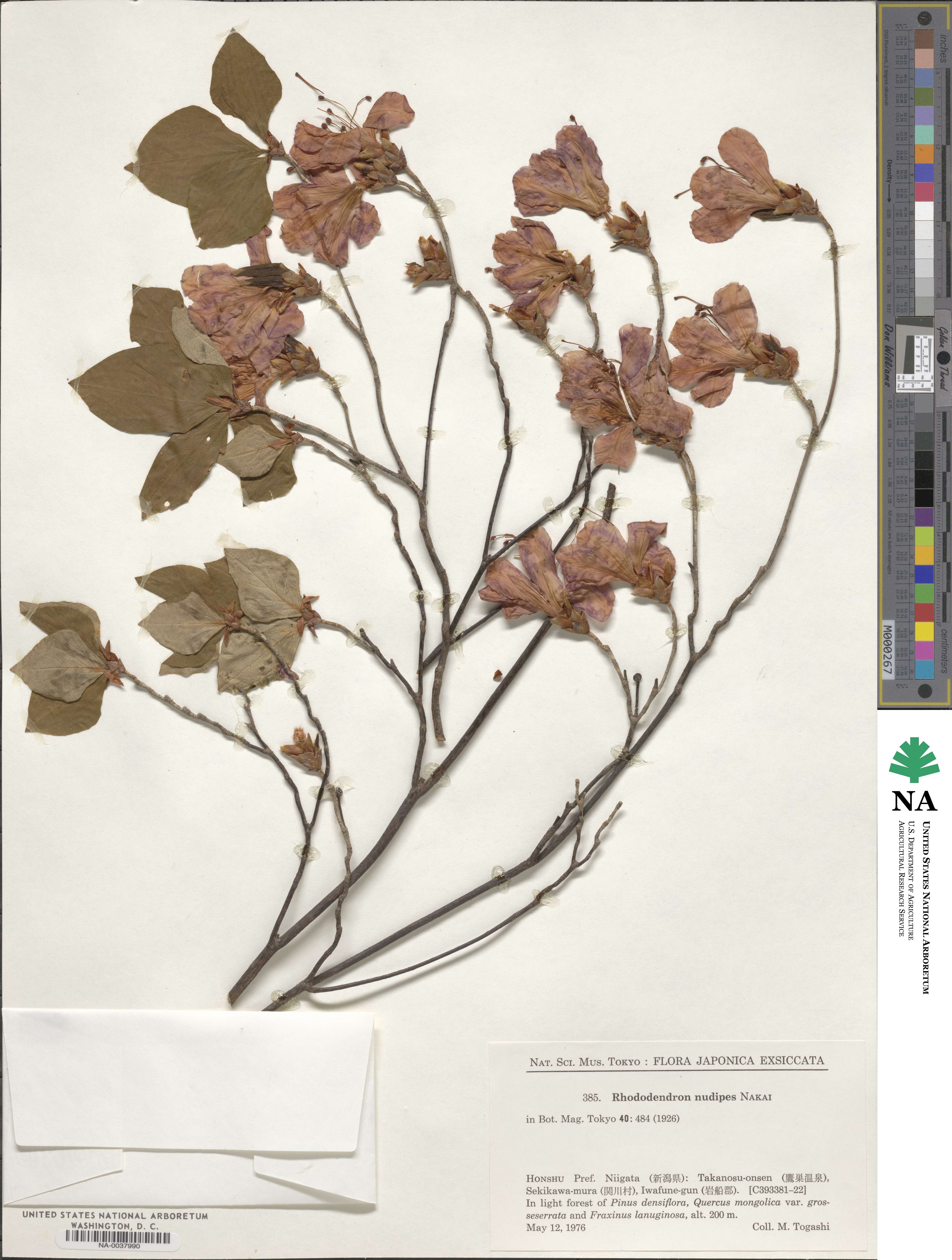 Rhododendron nudipes image