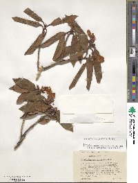 Rhododendron oreotrephes image