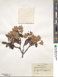 Rhododendron oreotrephes image