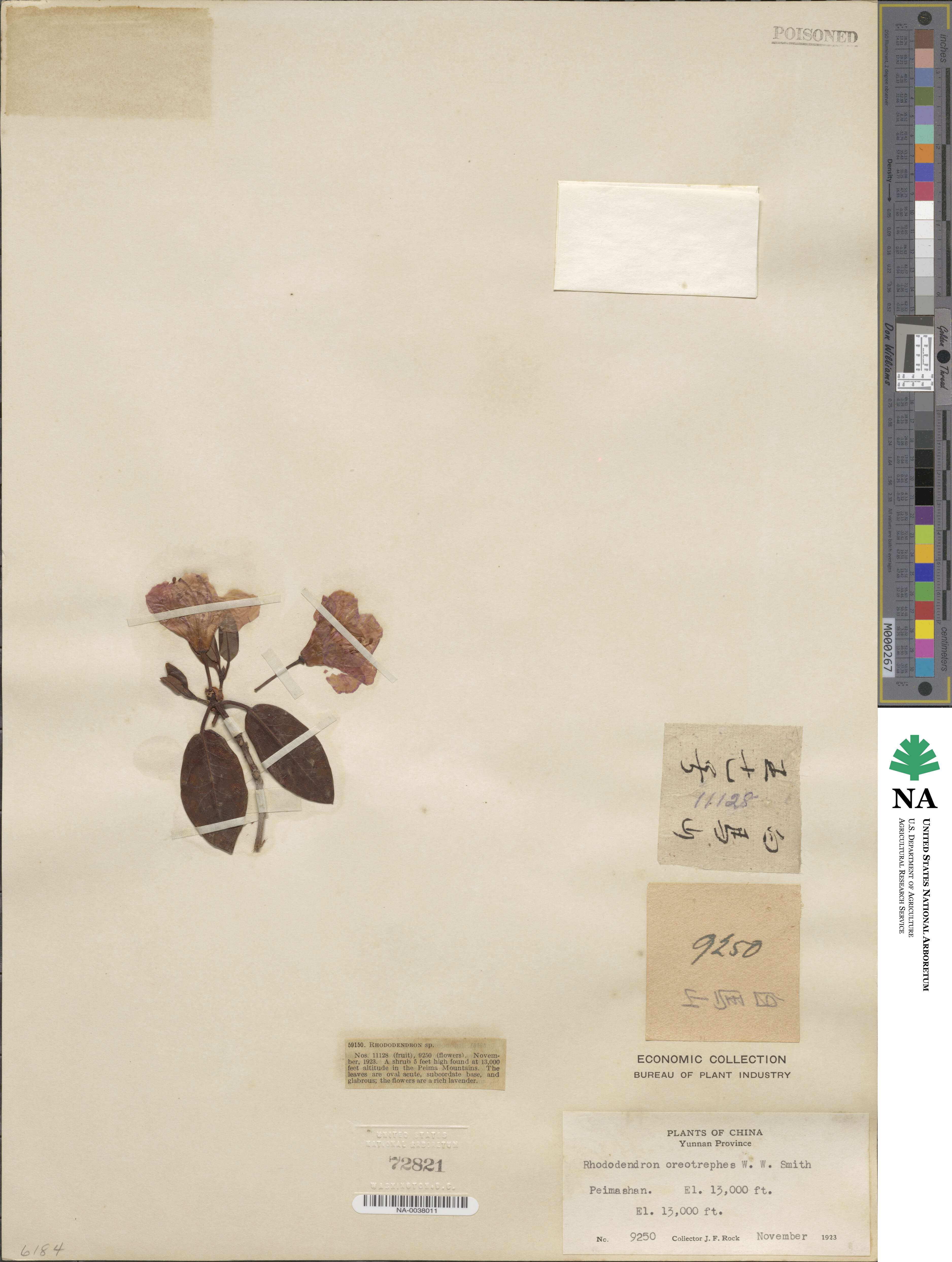 Rhododendron oreotrephes image