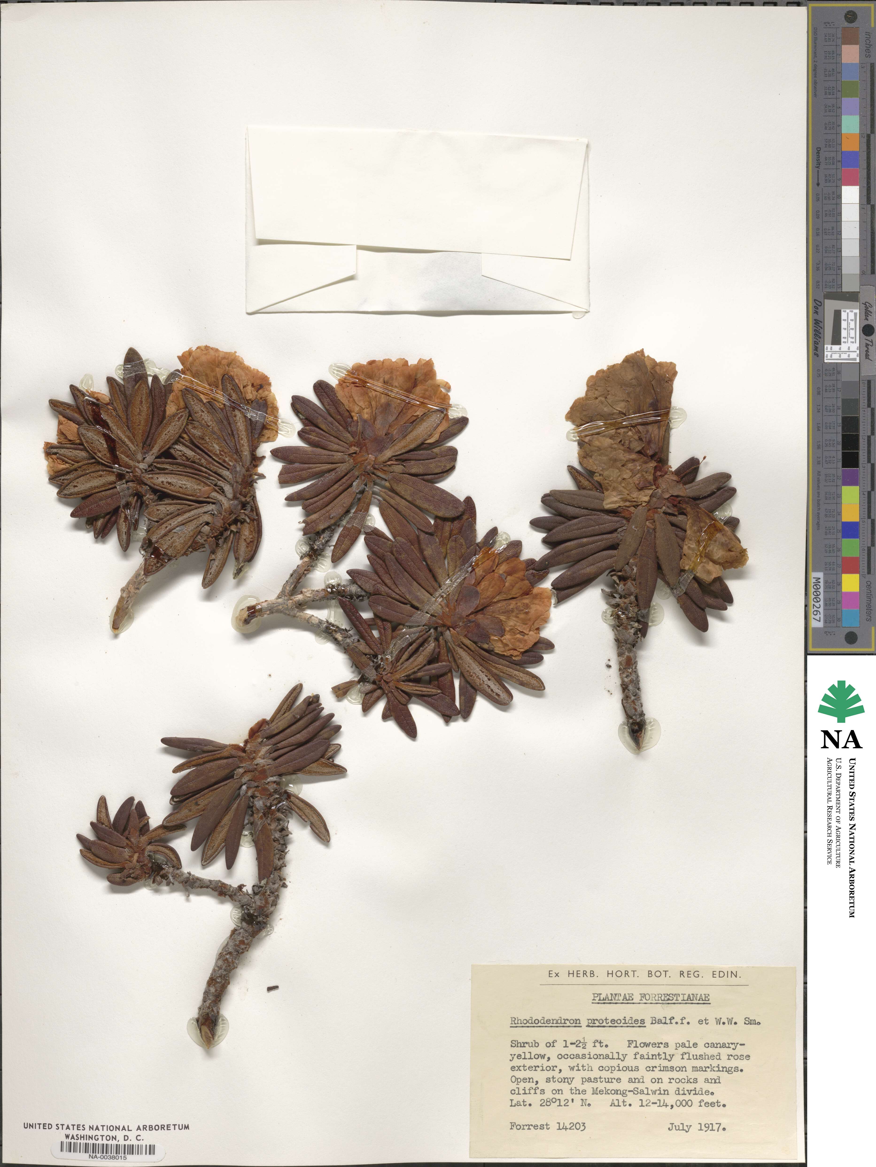 Rhododendron proteoides image