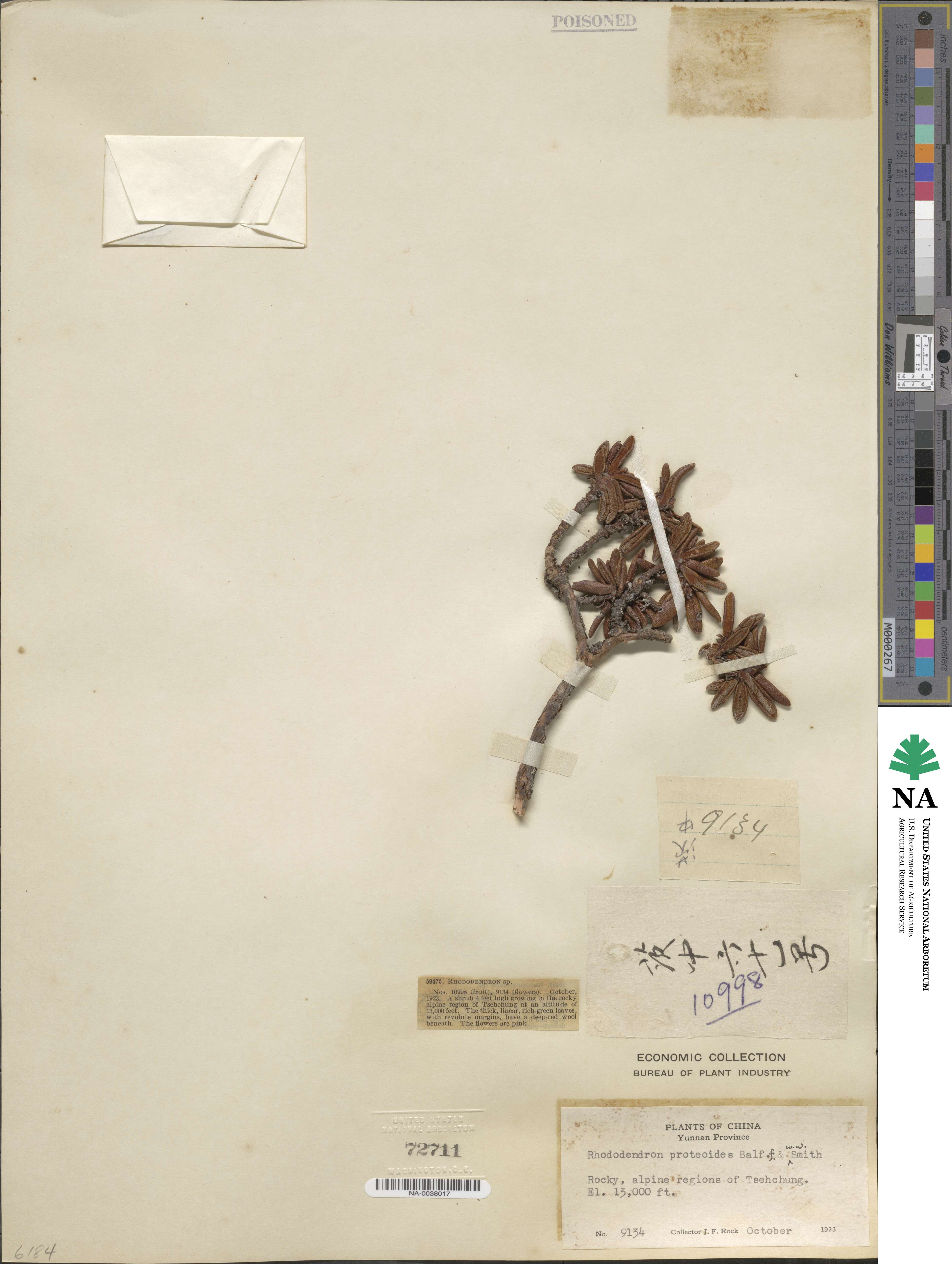 Rhododendron proteoides image