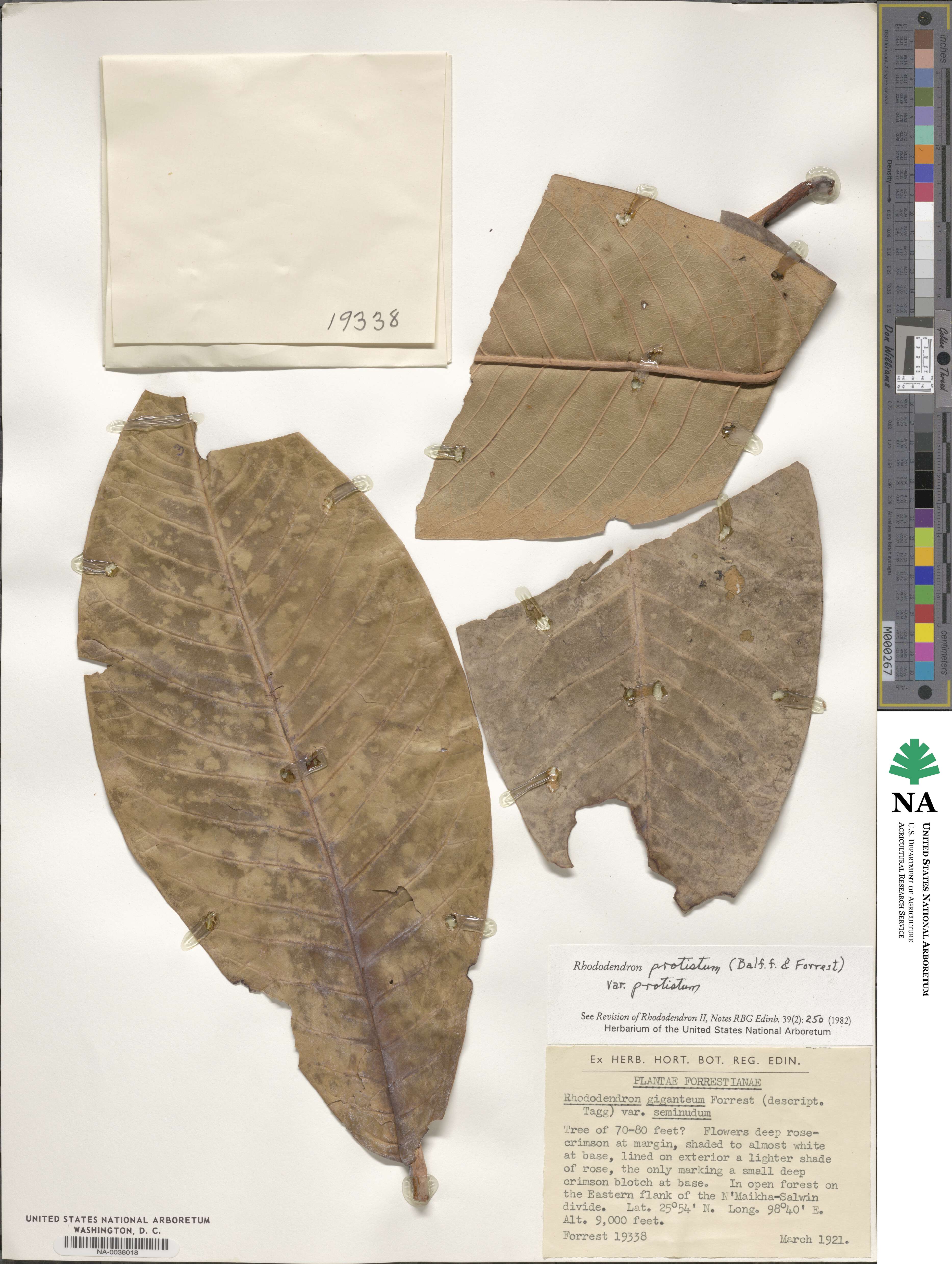 Rhododendron protistum var. protistum image