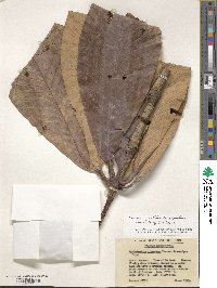 Rhododendron protistum image
