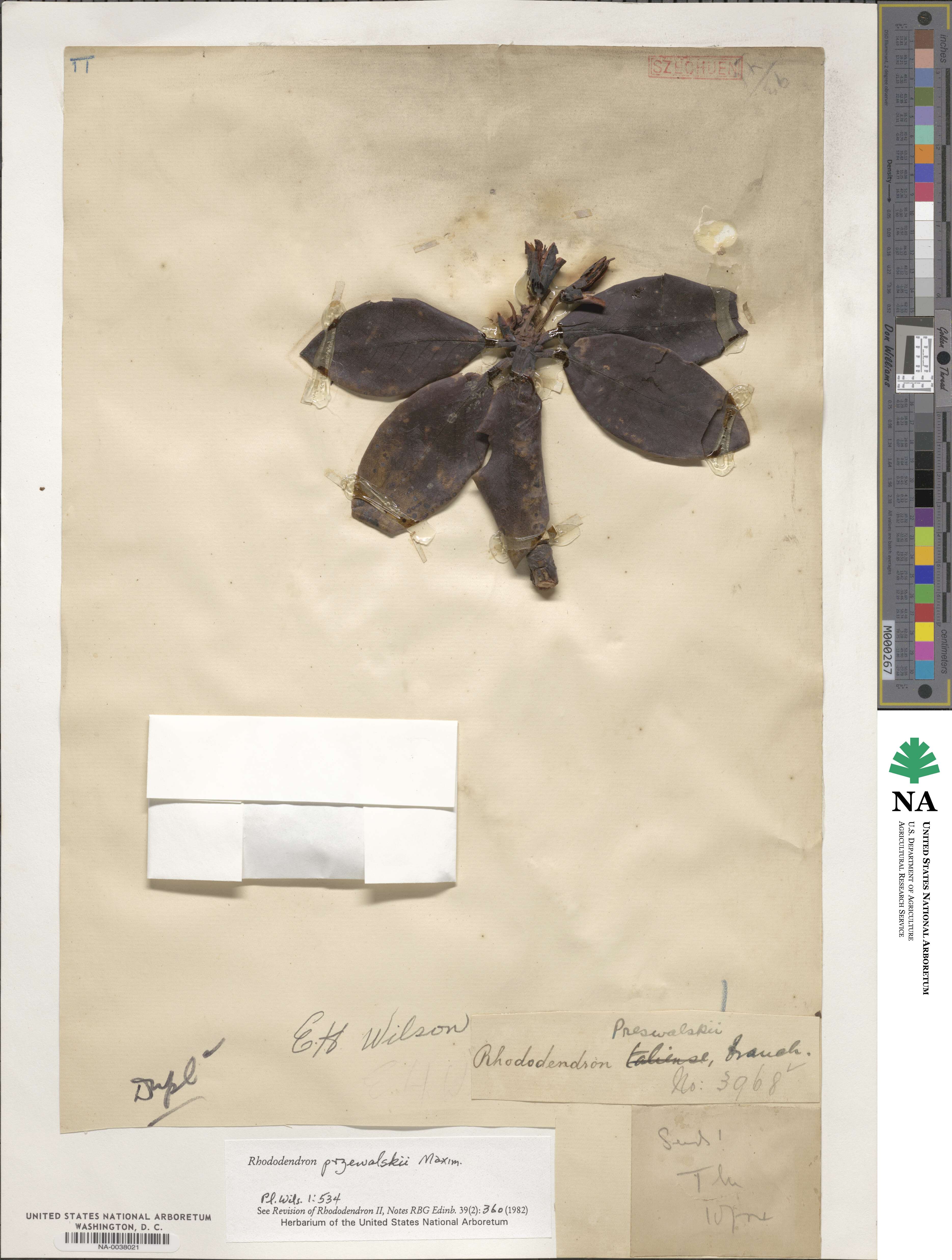 Rhododendron przewalskii image