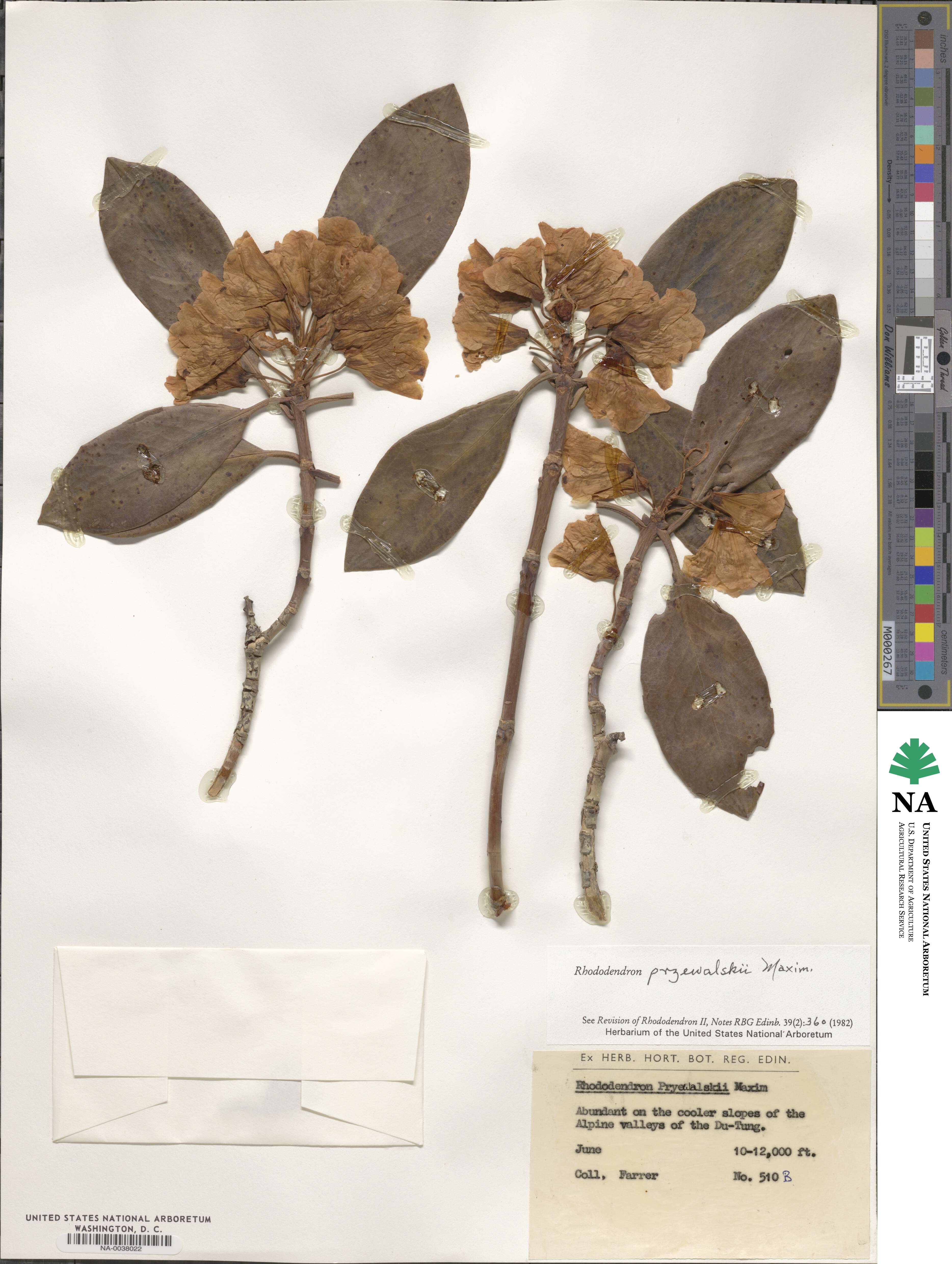Rhododendron przewalskii image