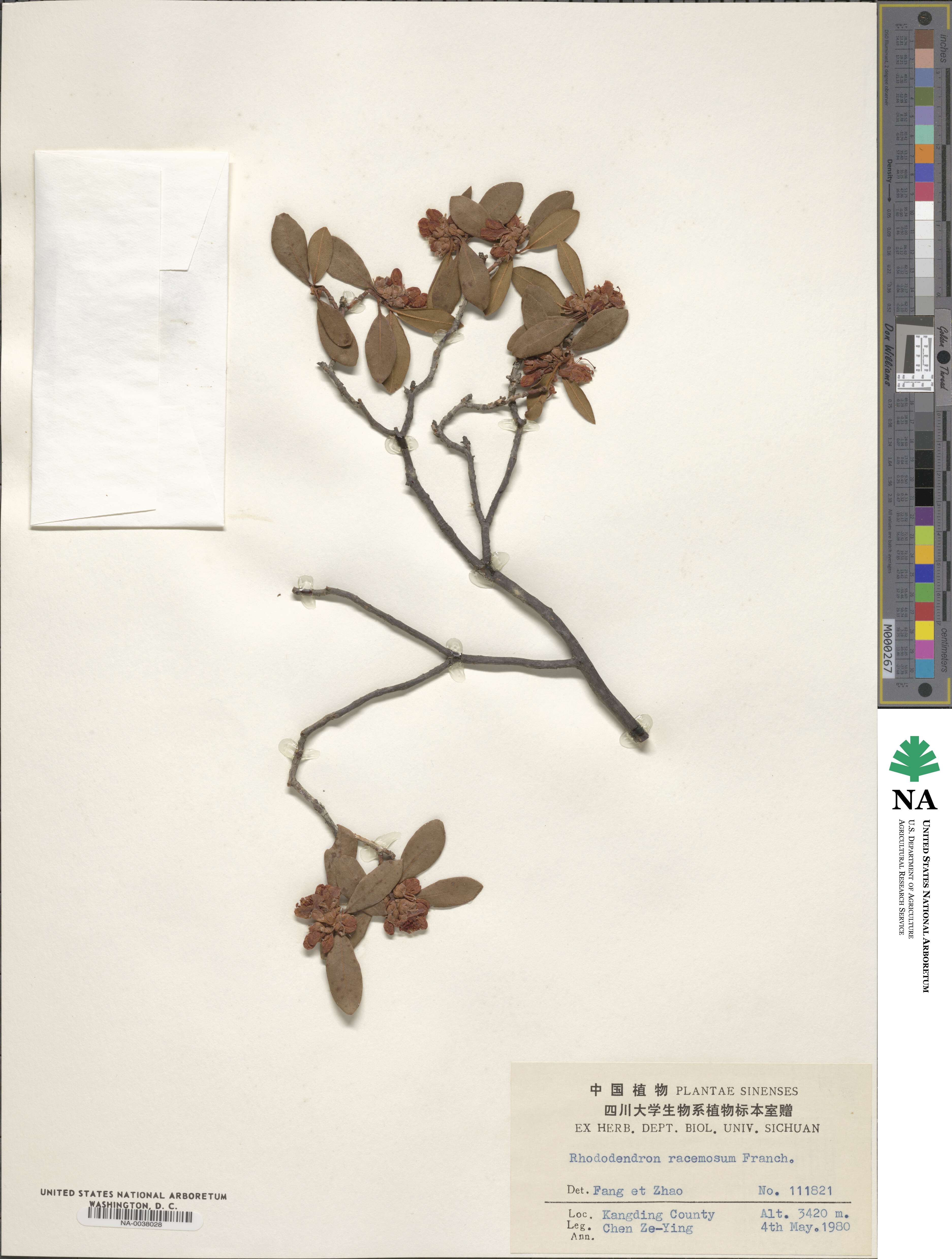 Rhododendron racemosum image