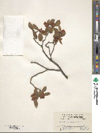 Rhododendron racemosum image