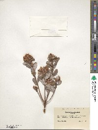 Rhododendron racemosum image