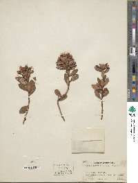 Rhododendron racemosum image