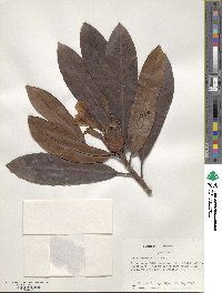 Rhododendron ponticum image