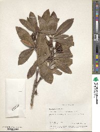 Rhododendron ponticum image