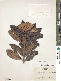 Rhododendron ponticum image