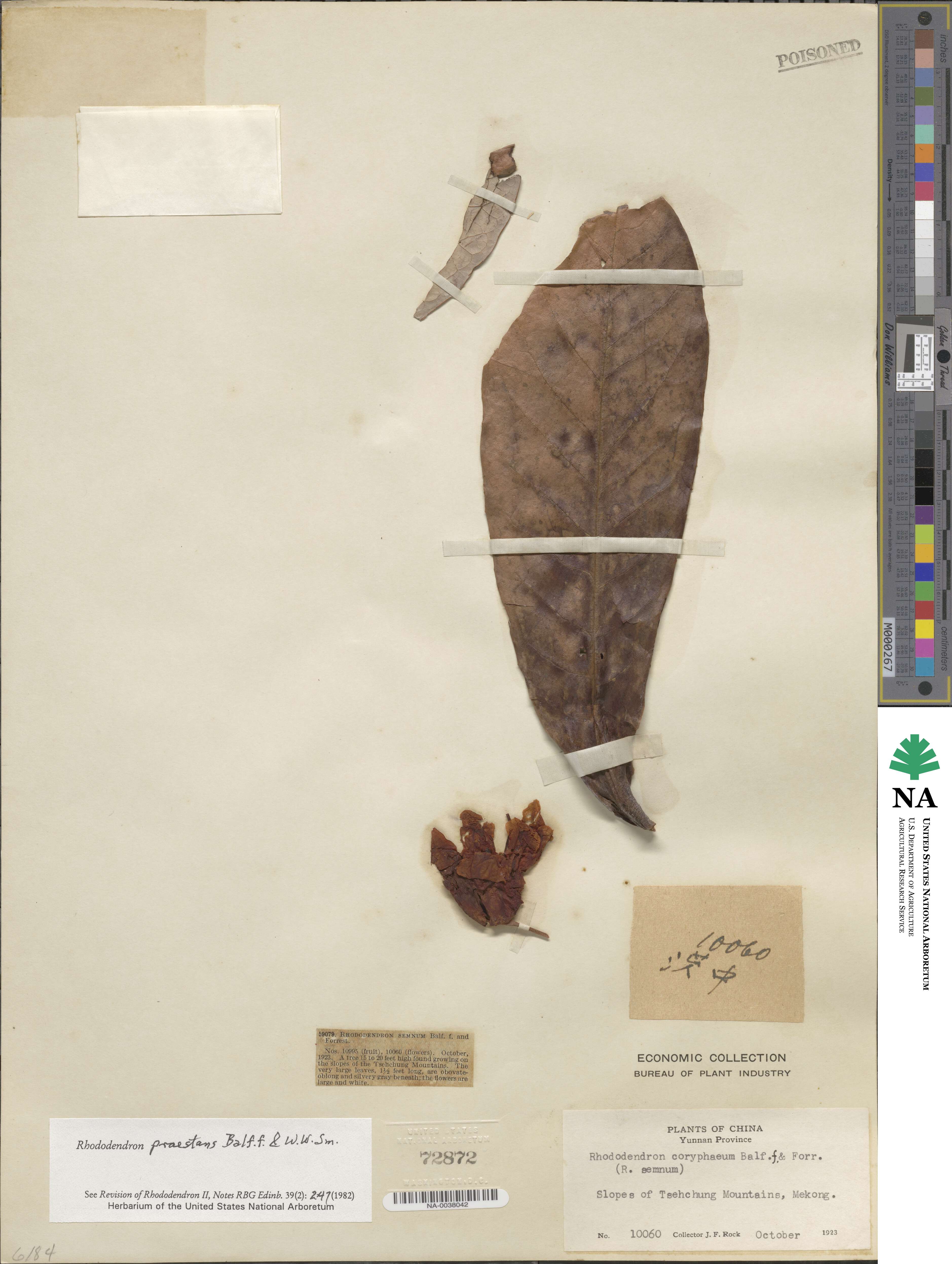 Rhododendron praestans image