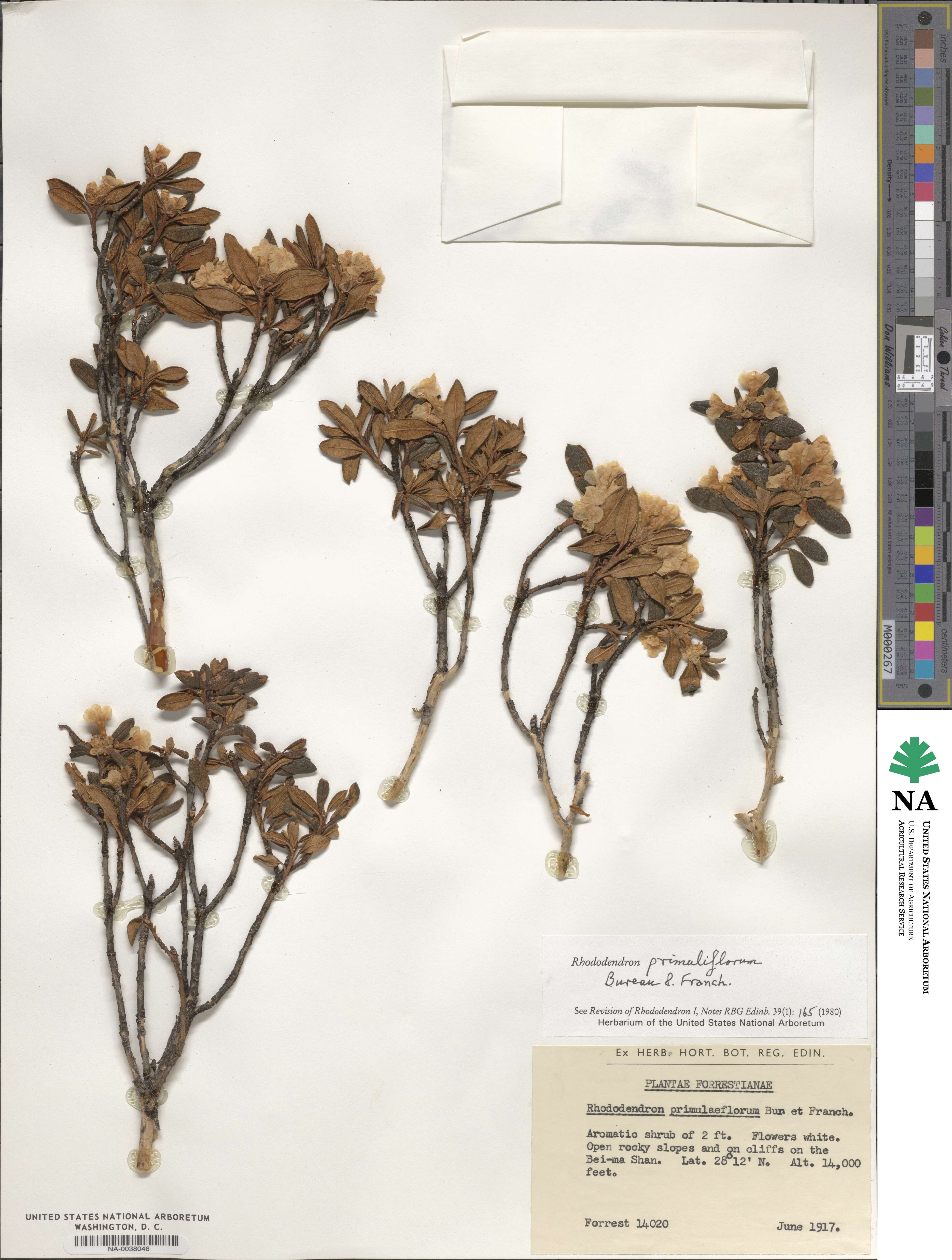 Rhododendron primuliflorum image