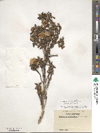 Rhododendron primuliflorum image