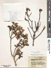 Rhododendron primuliflorum image